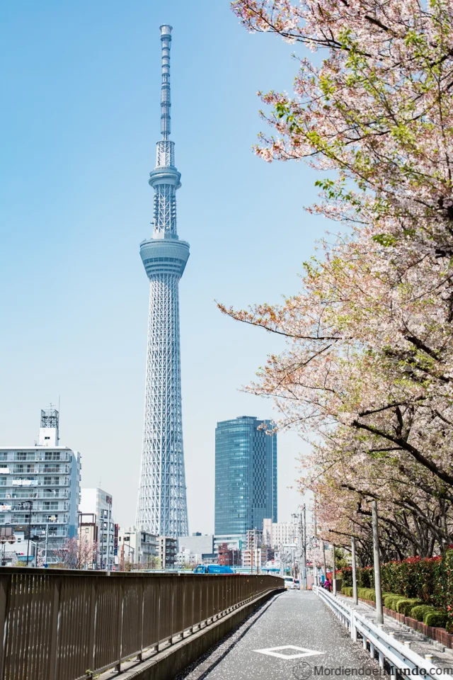 Skytree al lado del rio con cerezos en flor