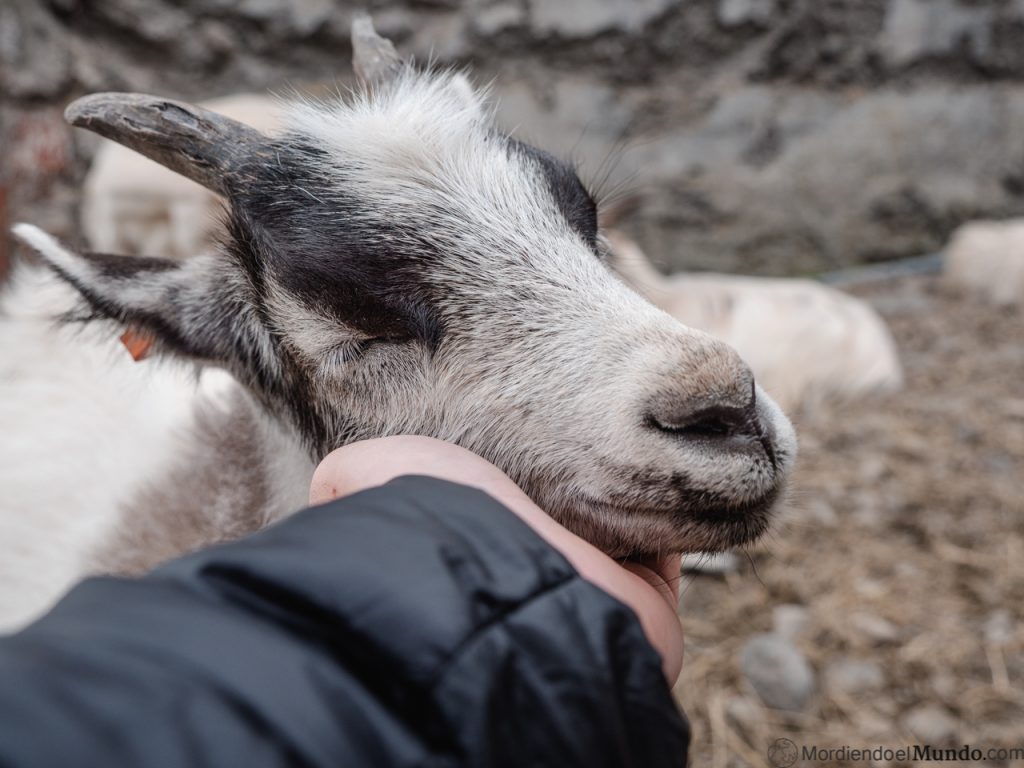 acariciando un ejemplar de cabra islandesa