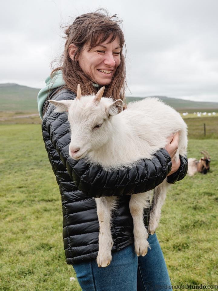 Chica jugando con las cabras de juego de Tronos en Islandia