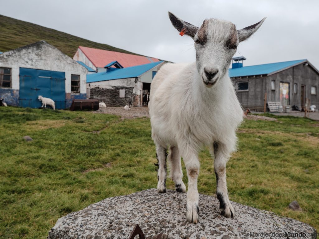 Cabra islandesa sonriente en la granja de Háafell