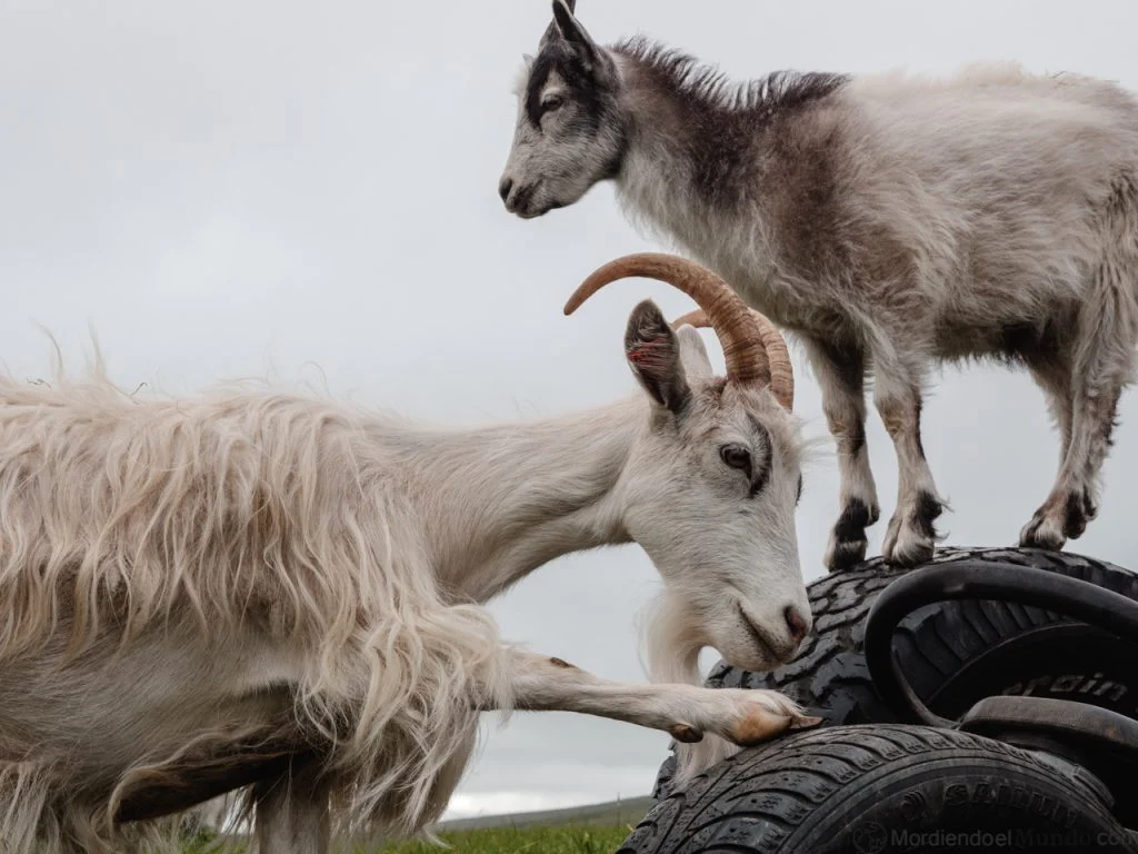 Cabras islandesas jugando con ruedas