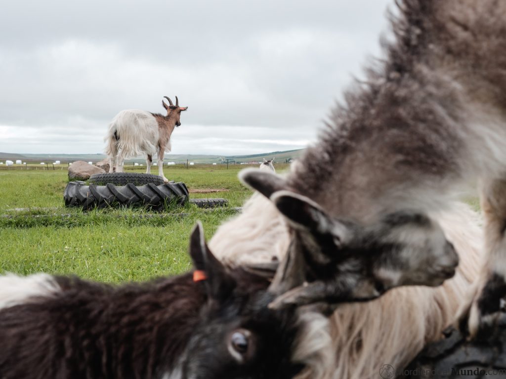 Las cabras de Islandia en la granja de Húsafell